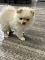 Lulu, a female Pomeranian for sale in Stockton, CA – 2 of 3