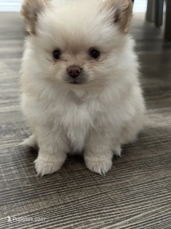 Soy  – Pomeranian puppy for sale in Stockton, CA