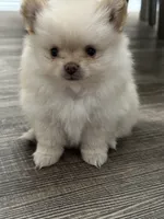 Soy , a female Pomeranian for sale in Stockton, CA – 1 of 3