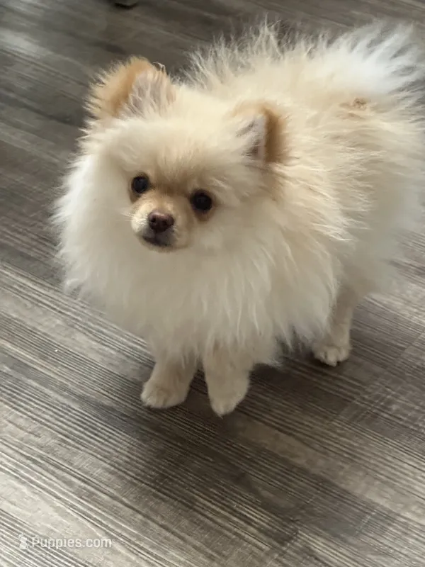 Misty – Pomeranian puppy for sale in Stockton, CA