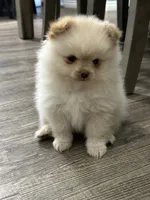 Lulu, a female Pomeranian for sale in Stockton, CA – 3 of 3