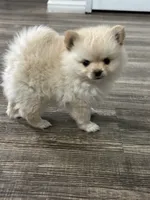 Luci, a female Pomeranian for sale in Stockton, CA – 2 of 2
