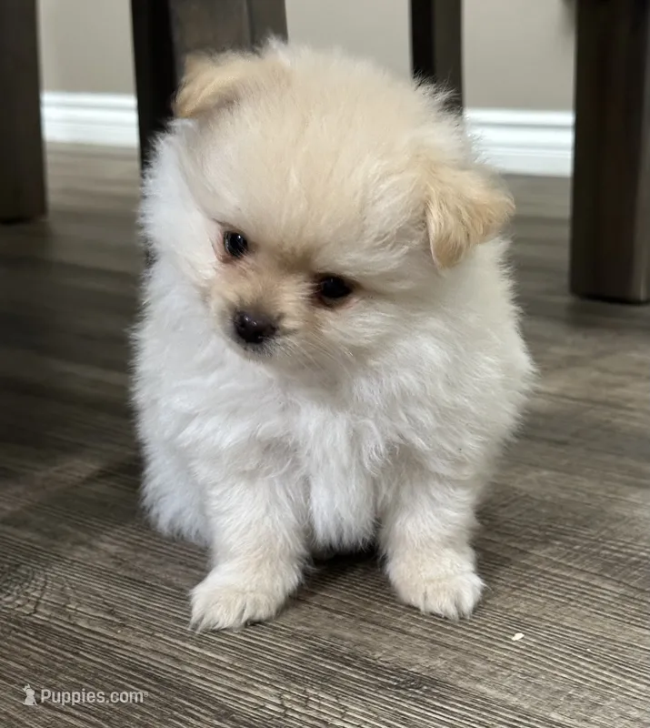 Leo – Pomeranian puppy for sale in Stockton, CA