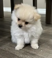 Leo, a male Pomeranian for sale in Stockton, CA – 1 of 2