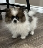 Benito, a male Pomeranian for sale in Stockton, CA – Photo 2 of 4