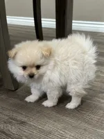Leo, a male Pomeranian for sale in Stockton, CA – 2 of 2