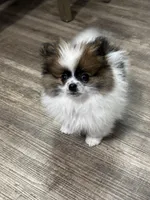 Ozzy, a male Pomeranian for sale in Stockton, CA – Photo 2 of 3