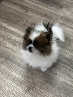 Ozzy, a male Pomeranian for sale in Stockton, CA – Photo 3 of 3