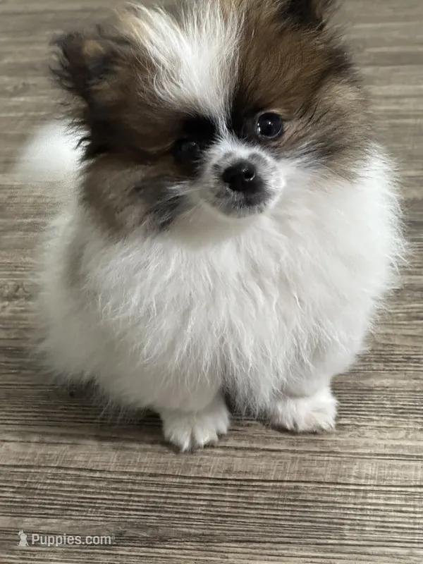 Ozzy, a male Pomeranian for sale in Stockton, CA – Photo 1 of 3