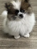 Ozzy, a male Pomeranian for sale in Stockton, CA – Photo 1 of 3