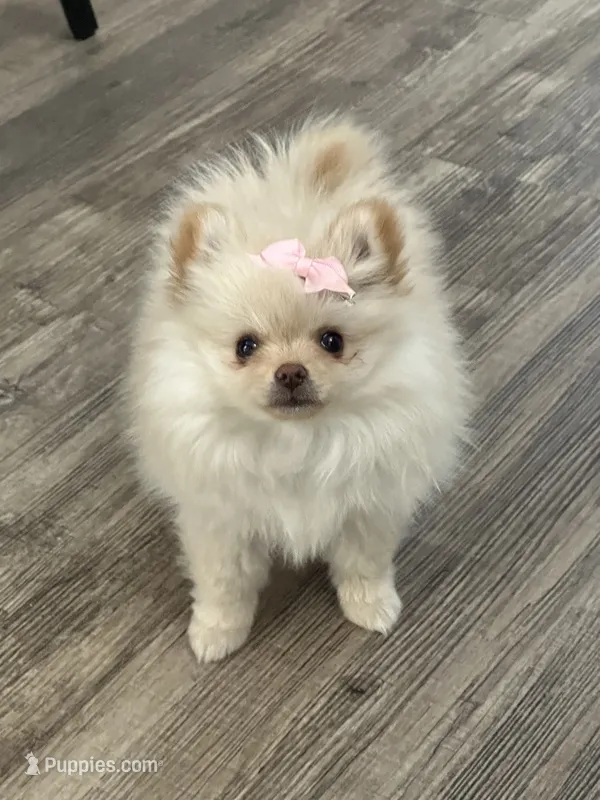 Chloe – Pomeranian puppy for sale in Stockton, CA