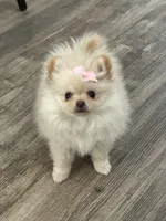 Chloe, a female Pomeranian for sale in Stockton, CA – 2 of 2