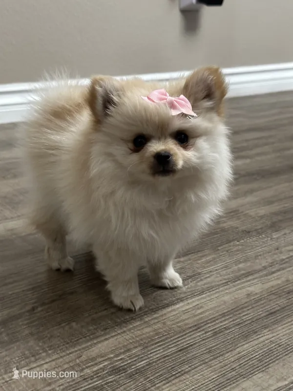 Luci – Pomeranian puppy for sale in Stockton, CA
