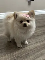 Luci, a female Pomeranian for sale in Stockton, CA – 2 of 3