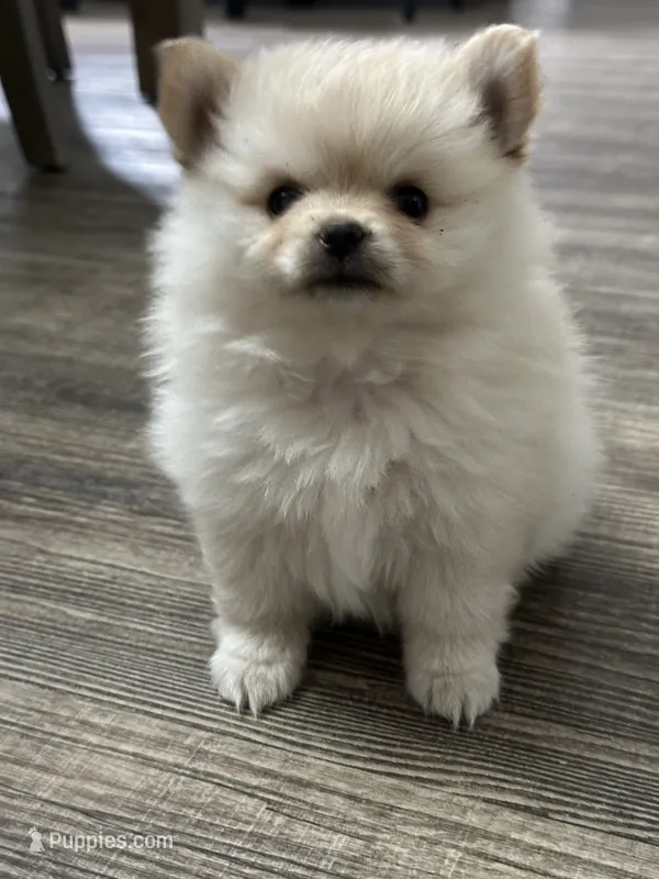 Luci – Pomeranian puppy for sale in Stockton, CA