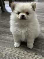 Luci, a female Pomeranian for sale in Stockton, CA – 1 of 2