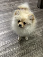 Charlie, a female Pomeranian for sale in Stockton, CA – 1 of 1