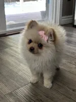 Valentina , a female Pomeranian for sale in Stockton, CA – 3 of 3
