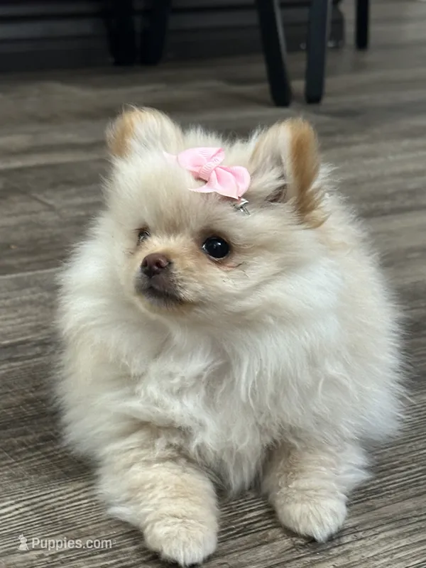 Chloe – Pomeranian puppy for sale in Stockton, CA