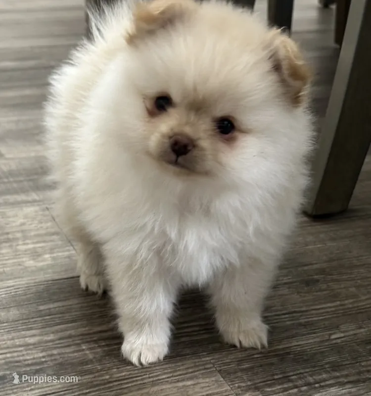Lulu – Pomeranian puppy for sale in Stockton, CA