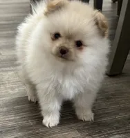 Lulu, a female Pomeranian for sale in Stockton, CA – 1 of 3