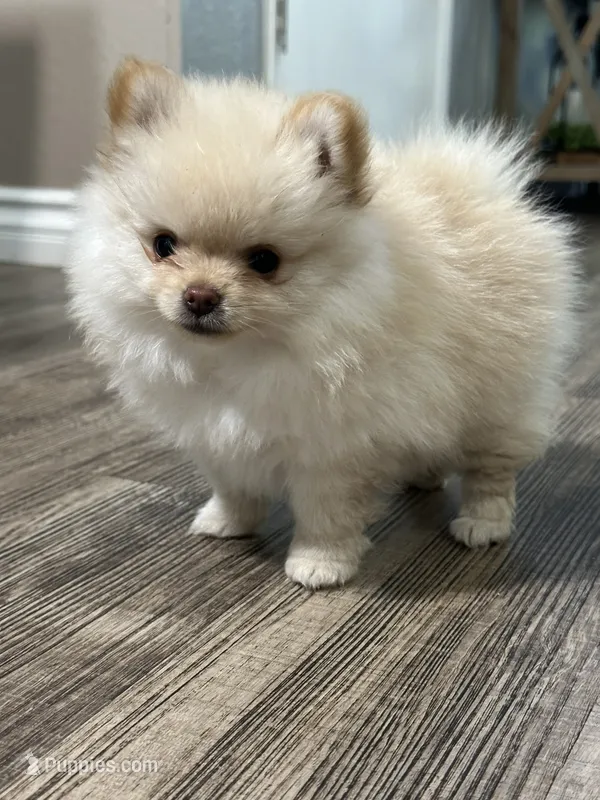 Chloe , a female Pomeranian for sale in Stockton, CA – 1 of 2