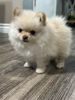 Chloe , a female Pomeranian for sale in Stockton, CA – 1 of 2