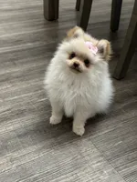 Valentina , a female Pomeranian for sale in Stockton, CA – 2 of 3
