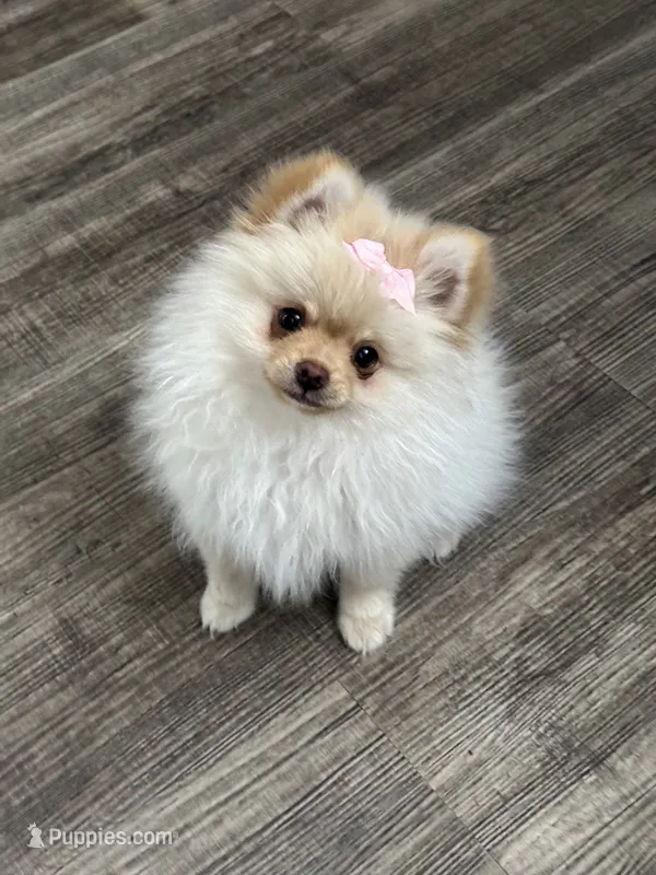 Olivia – Pomeranian puppy for sale in Stockton, CA
