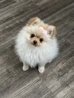 Olivia, a female Pomeranian for sale in Stockton, CA – 1 of 1