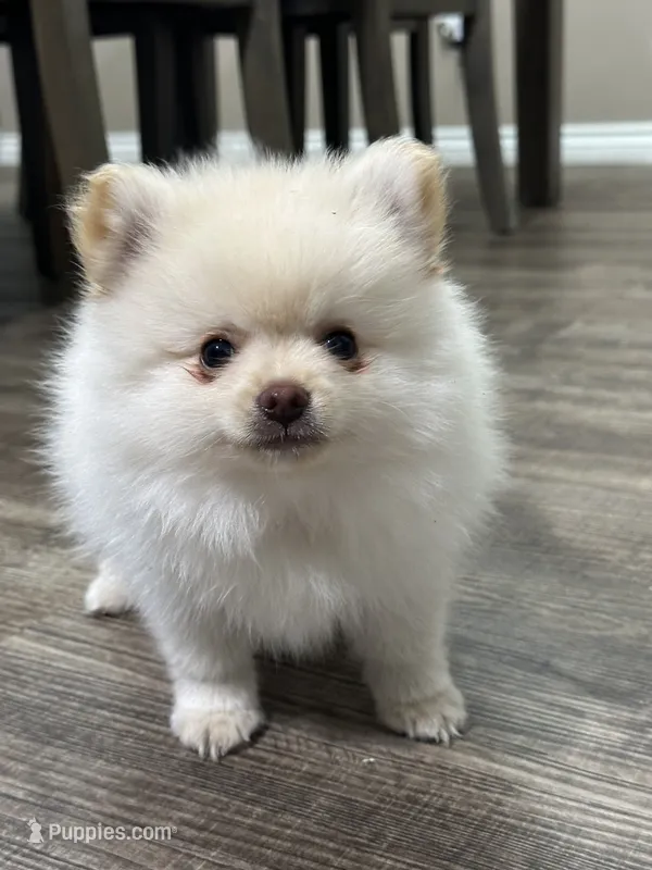 Maxi – Pomeranian puppy for sale in Stockton, CA