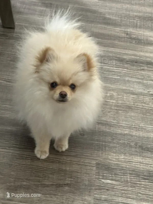 Misty – Pomeranian puppy for sale in Stockton, CA