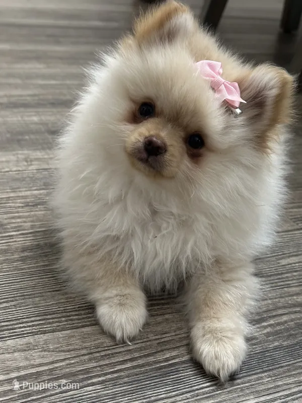 Valentina  – Pomeranian puppy for sale in Stockton, CA