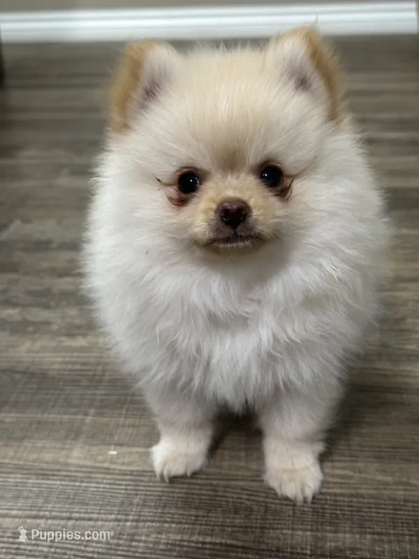 Lulu – Pomeranian puppy for sale in Stockton, CA