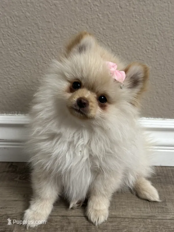 Olivia  – Pomeranian puppy for sale in Stockton, CA