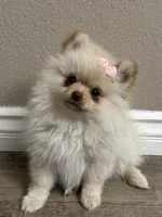 Olivia , a female Pomeranian for sale in Stockton, CA – 1 of 1