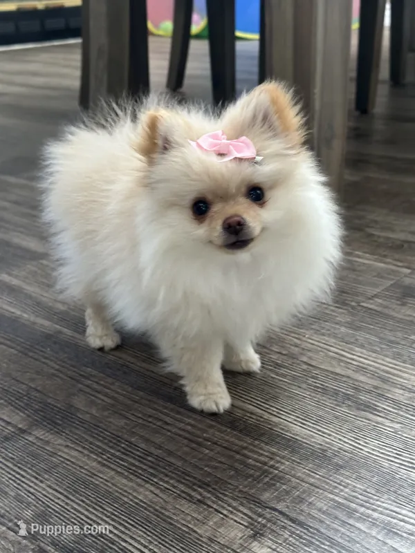 Chloe – Pomeranian puppy for sale in Stockton, CA