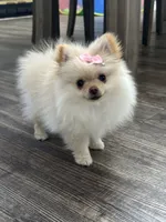 Chloe, a female Pomeranian for sale in Stockton, CA – 1 of 1