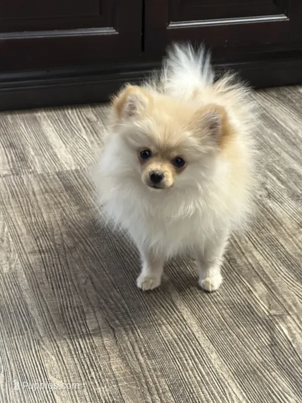 Chloe – Pomeranian puppy for sale in Stockton, CA