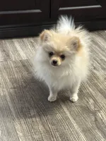 Chloe, a female Pomeranian for sale in Stockton, CA – 1 of 1