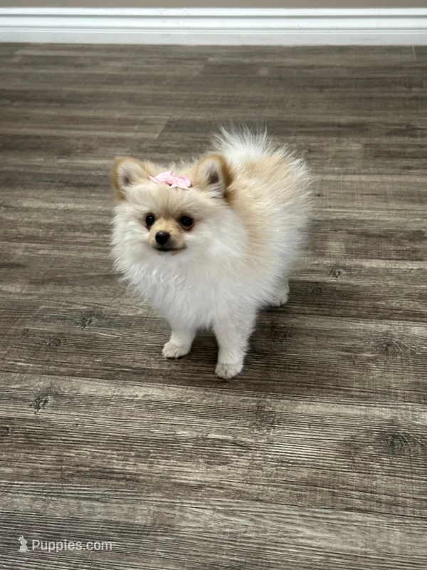 Charlie – Pomeranian puppy for sale in Stockton, CA