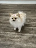Charlie, a female Pomeranian for sale in Stockton, CA – 1 of 1