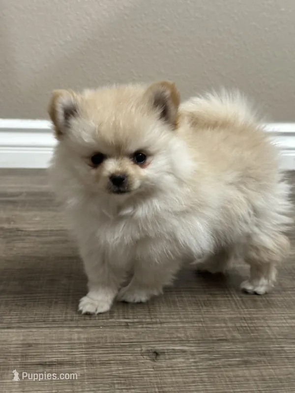 Luci – Pomeranian puppy for sale in Stockton, CA
