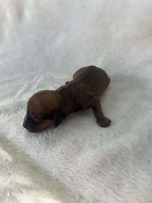 Chocolate boy – Dachshund puppy for sale in Lakeland, FL