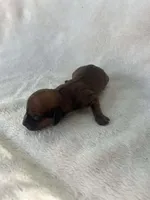 Chocolate boy, a male Dachshund for sale in Lakeland, FL – Photo 1 of 4