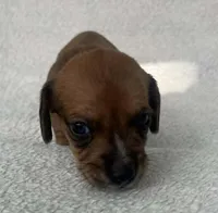 Chocolate boy, a male Dachshund for sale in Lakeland, FL – 4 of 7