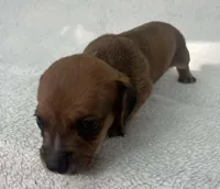 Chocolate boy, a male Dachshund for sale in Lakeland, FL – 5 of 7