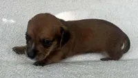 Chocolate boy, a male Dachshund for sale in Lakeland, FL – 3 of 7