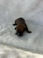 Chocolate boy, a male Dachshund for sale in Lakeland, FL – Photo 2 of 4