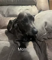 Chocolate boy, a male Dachshund for sale in Lakeland, FL – Photo 3 of 4